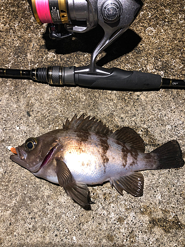 メバルの釣果