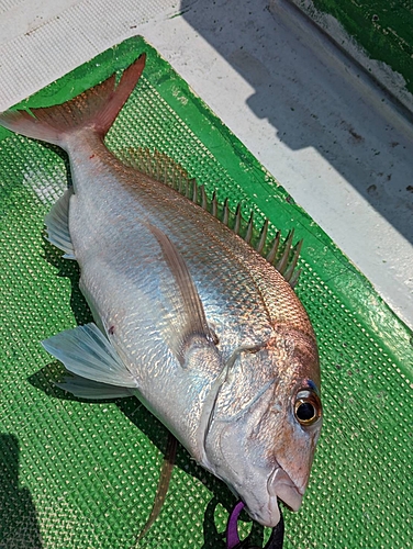 マダイの釣果