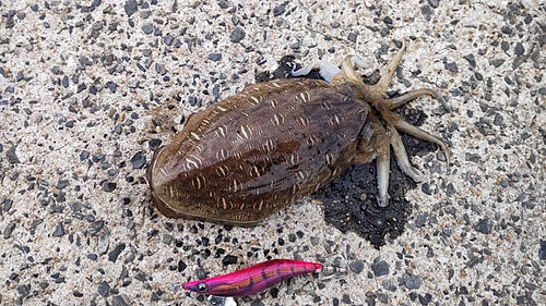 カミナリイカの釣果