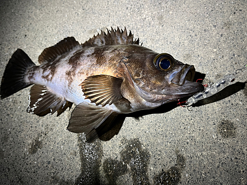 メバルの釣果