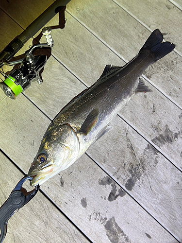 シーバスの釣果