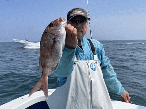 マダイの釣果