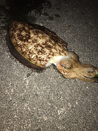 モンゴウイカの釣果