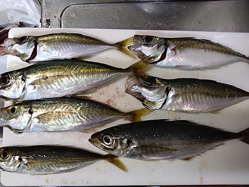 クロメジナの釣果