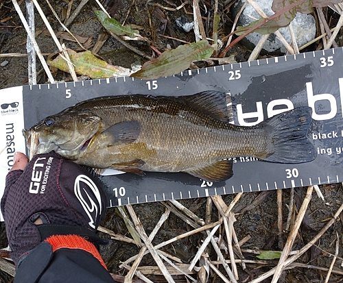 スモールマウスバスの釣果