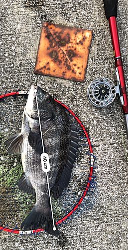 クロダイの釣果