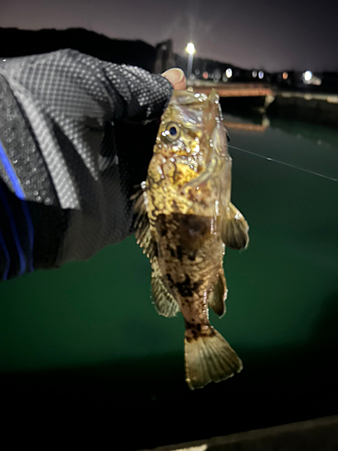 タケノコメバルの釣果