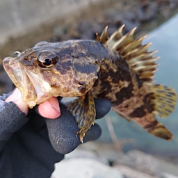 タケノコメバル