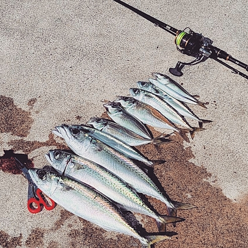 サバの釣果