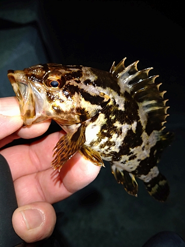 タケノコメバルの釣果