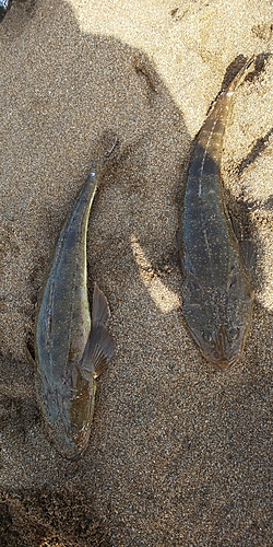 マゴチの釣果