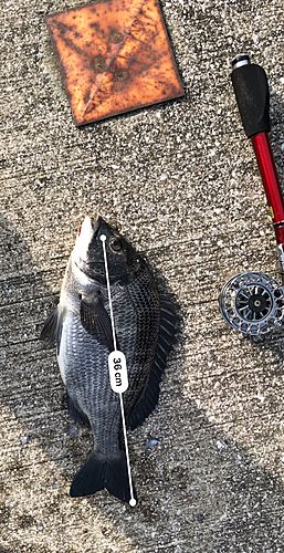 クロダイの釣果