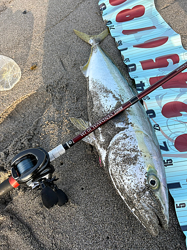 ブリの釣果