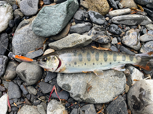 ヤマメの釣果