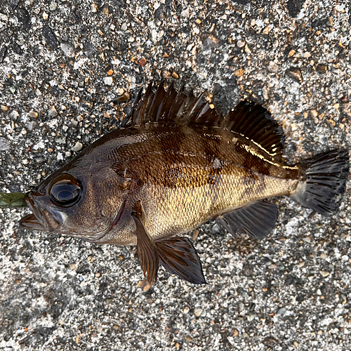 メバルの釣果