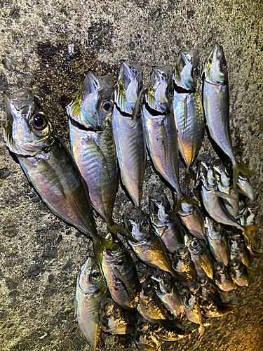 アジの釣果