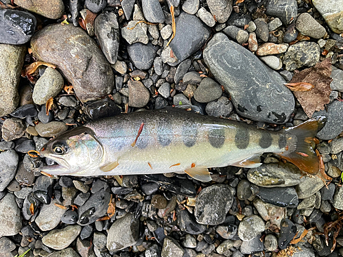 ヤマメの釣果