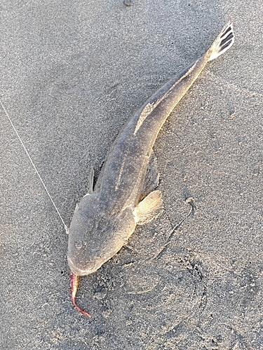 マゴチの釣果