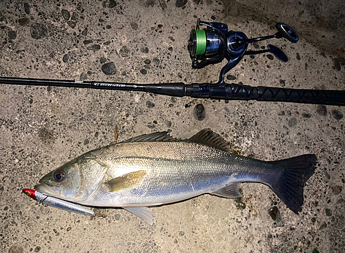 シーバスの釣果