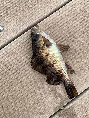 アオメバルの釣果