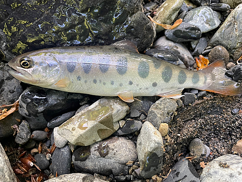 ヤマメの釣果