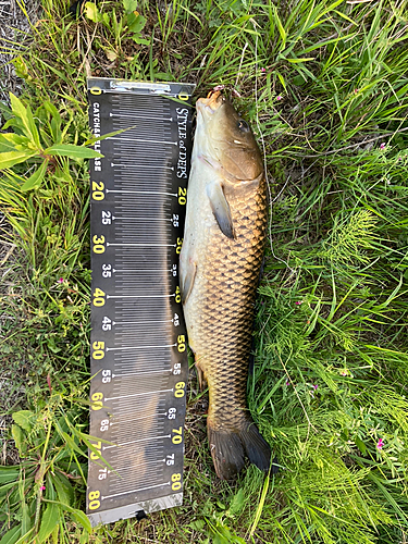 コイの釣果