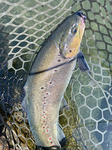 トラウトの釣果