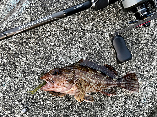 ガシラの釣果