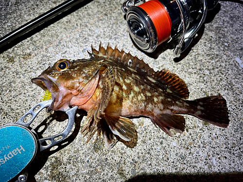 ガシラの釣果