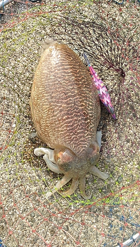 コウイカの釣果