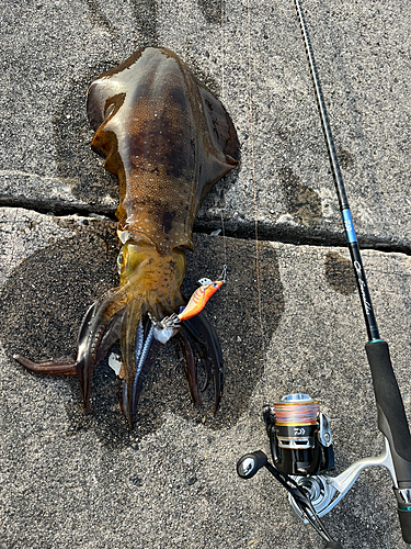 アオリイカの釣果