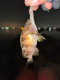 メバルの釣果