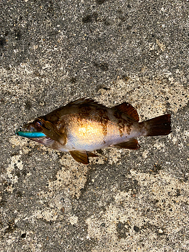 メバルの釣果