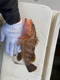 アコウの釣果