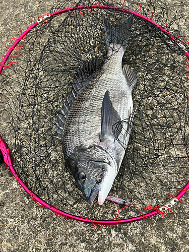 クロダイの釣果