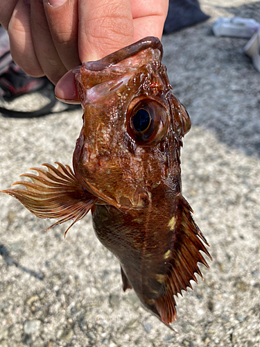 カサゴの釣果