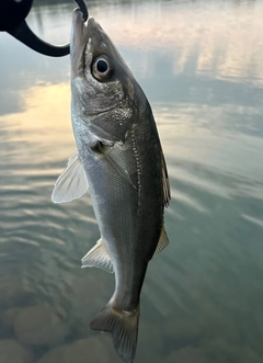セイゴ（マルスズキ）の釣果
