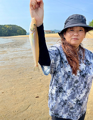 キスの釣果