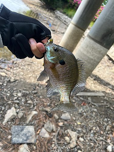 ブルーギルの釣果