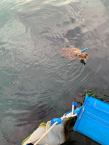 コウイカの釣果