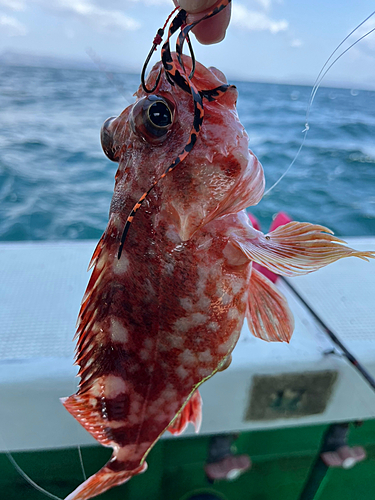 ガシラの釣果