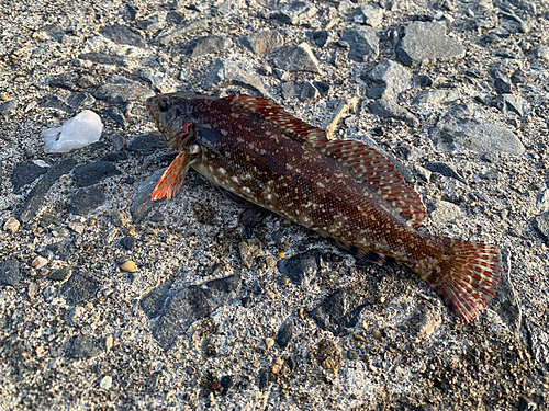 クジメの釣果