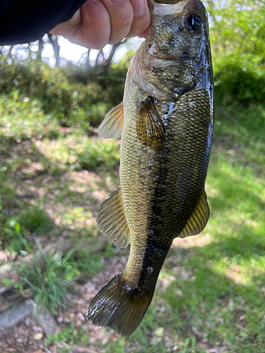 ラージマウスバスの釣果