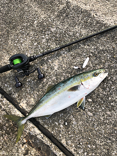 ツバスの釣果