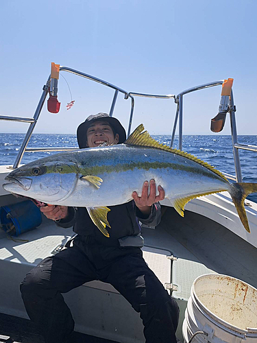 ヒラマサの釣果