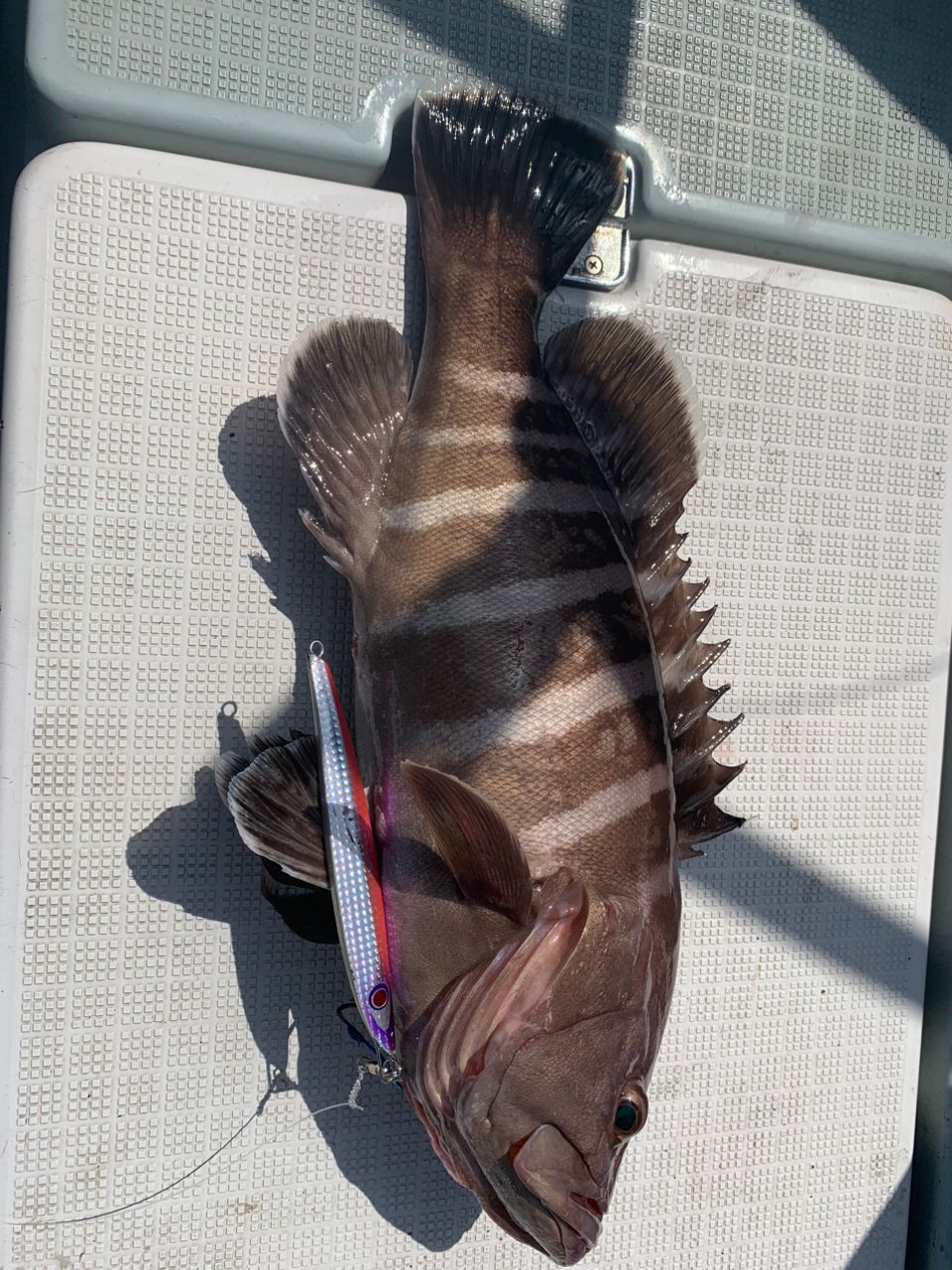 明人夢（あとむ）さんの釣果 2枚目の画像