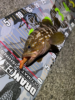 アコウの釣果