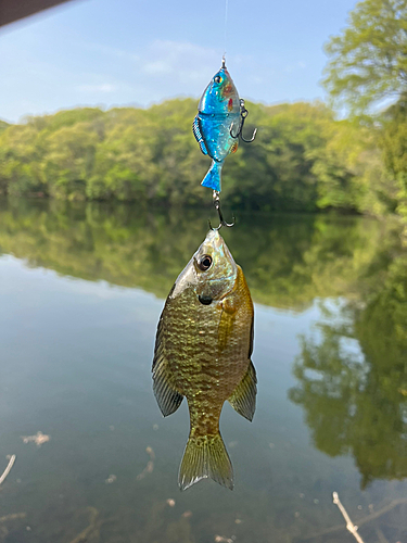 ブルーギルの釣果