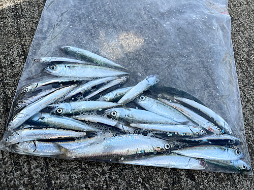 イワシの釣果