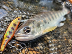 アマゴの釣果